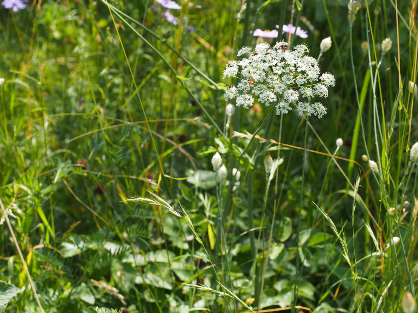 Sermountain, Broadleaved plant